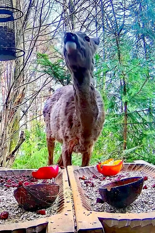 livebirdspoland_1910c662d814c6393b4c6327f6ec8c25.jpg