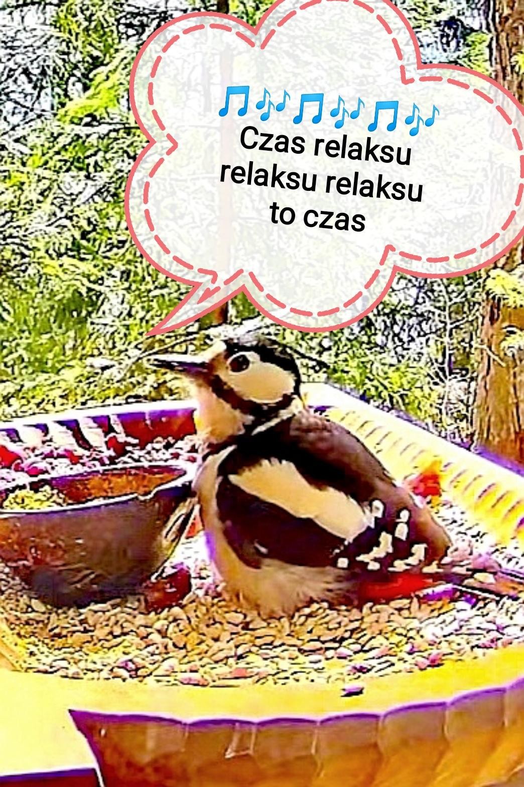 livebirdspoland_5cd2dc0dfdb2458a50611e2b7b1366c3.jpg