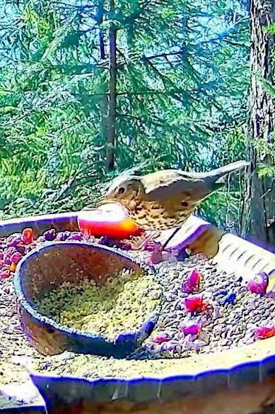 livebirdspoland_63bd0c3df8032a121696d4b973285b15.jpg