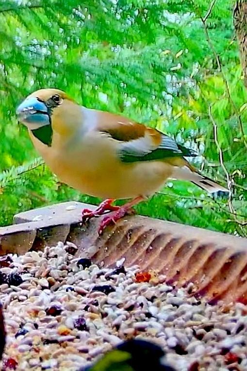 livebirdspoland_c608b1865c29efaf88569683fd701e84.jpg