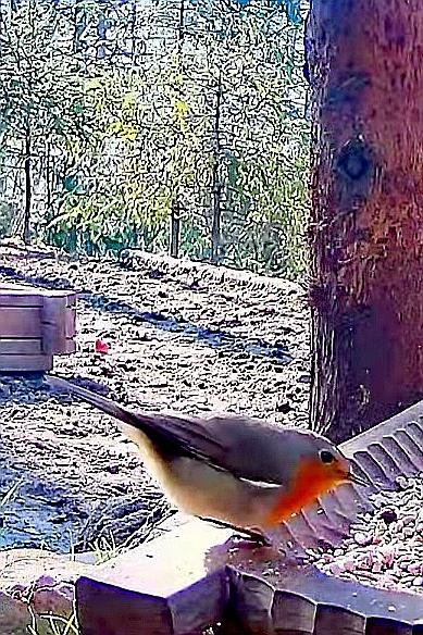 livebirdspoland_02e45c79c5a6db35fcf45661fa820ecd.jpg