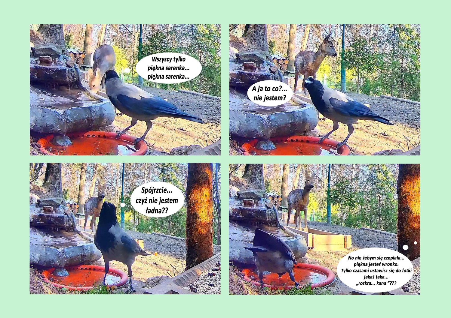 livebirdspoland_f25d55bf190b03b0c8377003eaeeeb5e.jpg