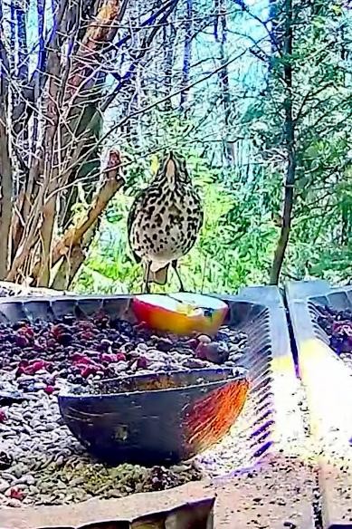 livebirdspoland_07913da14da45ea63e2eb0fe21c4cca4.jpg