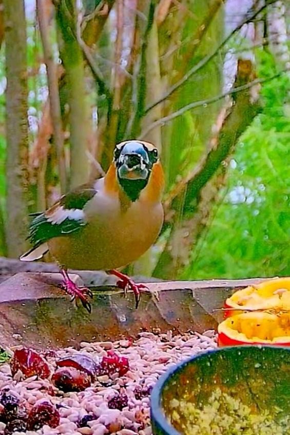 livebirdspoland_6306c147eccd819a37646adf730d1fe4.jpg