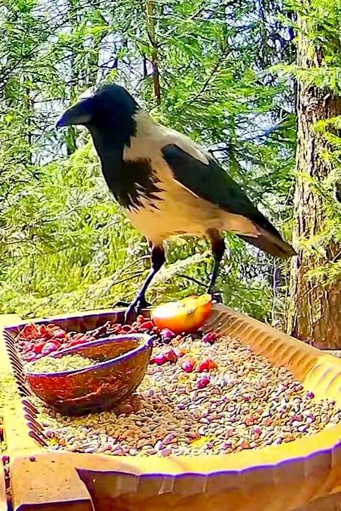livebirdspoland_c95169d17e6c766e8937d027b4c52930.jpg