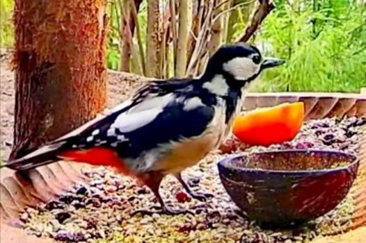 livebirdspoland_20710a160fc876f5d817971733dc1e43.jpg