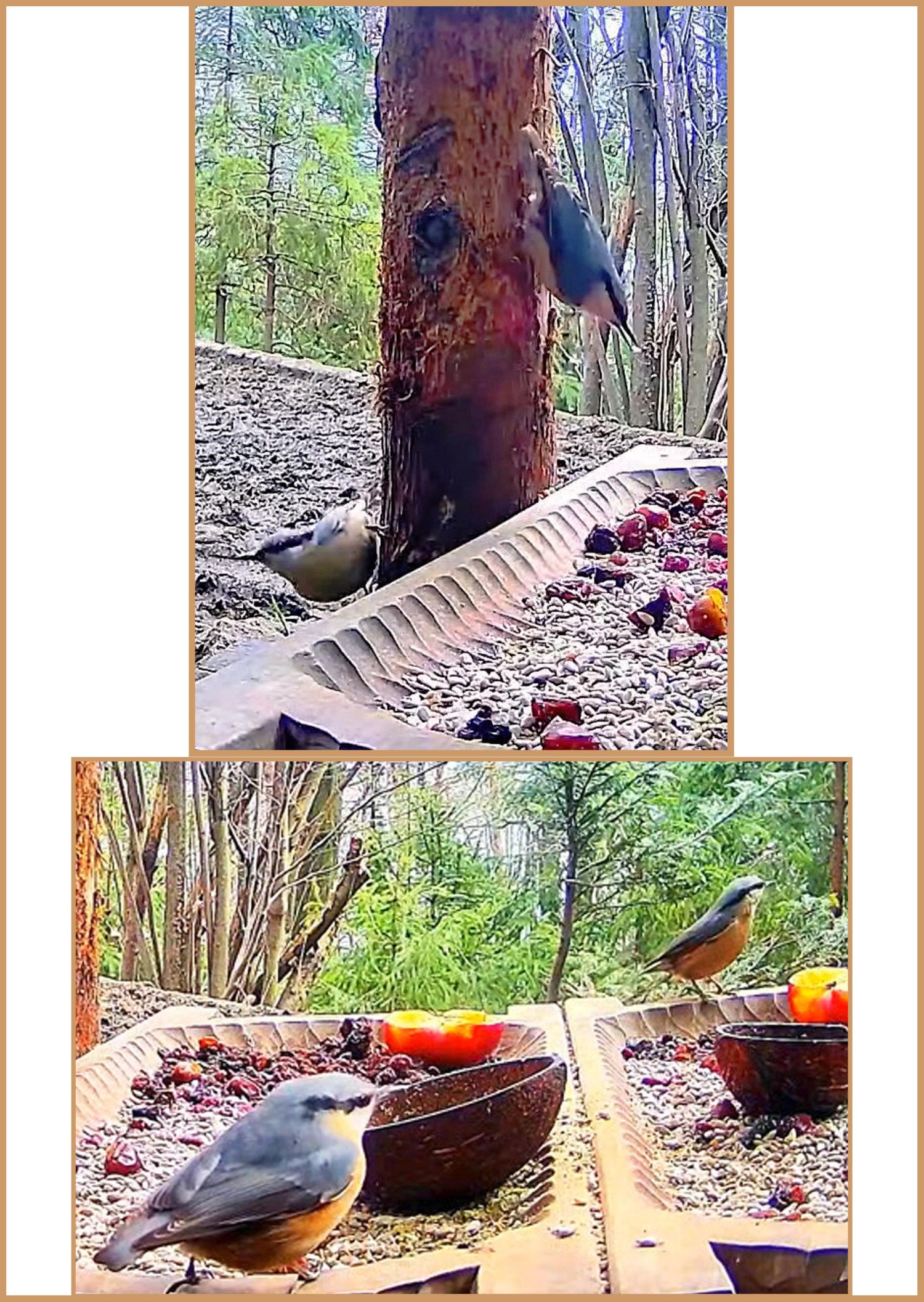 livebirdspoland_ad0a4d9f415c4897f3f9dc9ba35b28db.jpg