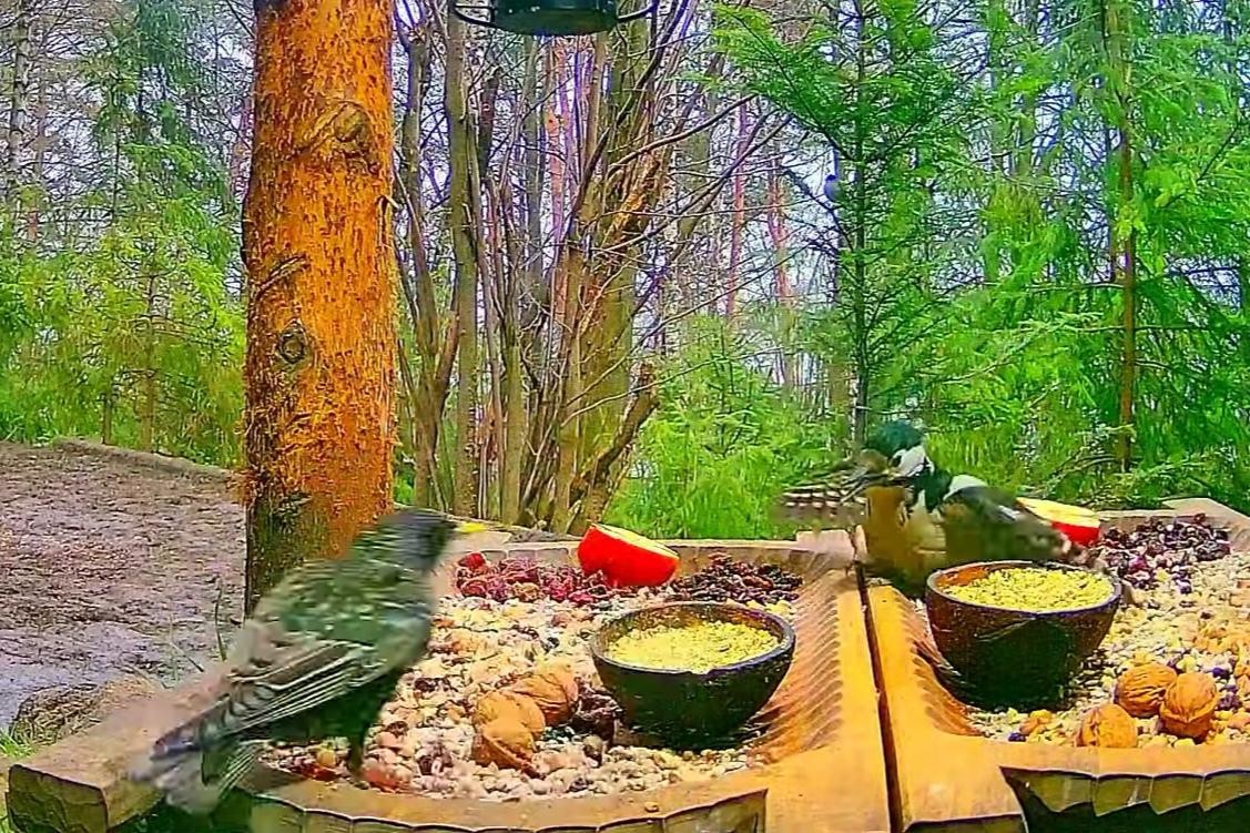 livebirdspoland_22eebe1e849a0460a5fe228c1ce5d429.jpg