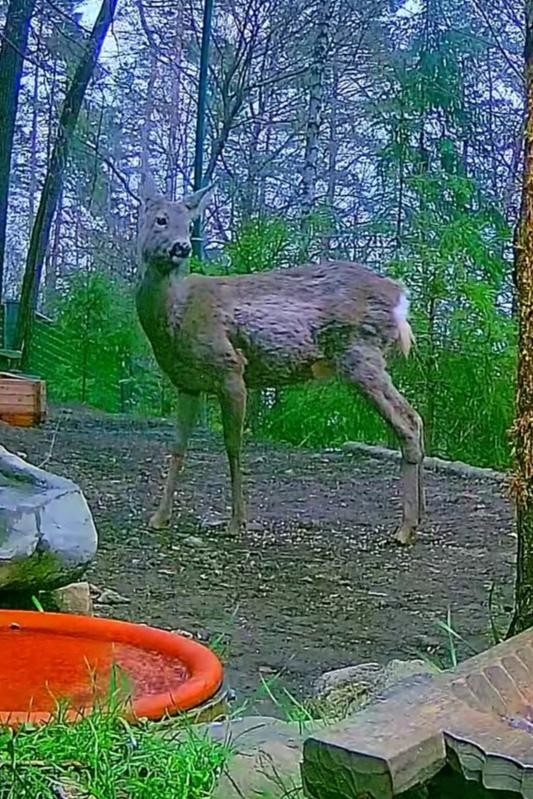 livebirdspoland_b211f4e4e031826e88f01d93cf996504.jpg
