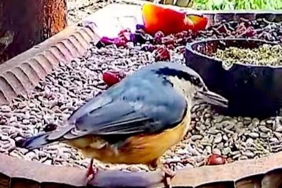 livebirdspoland_bbb9cdf1158afef912e0243762bd46c7.jpg