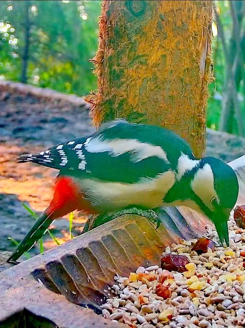 livebirdspoland_14a56a62084164dbd8102ded61da459d.jpg