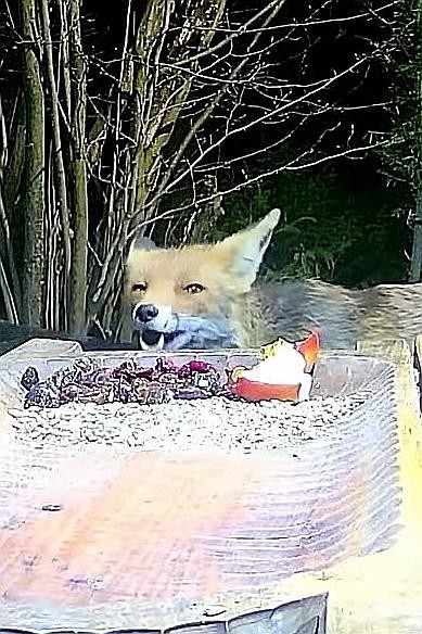 livebirdspoland_1875175652d14415aeb9d6199bac3e6f.jpg
