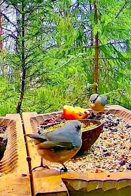livebirdspoland_3bdfedc789d096f40146554e86b8ac51.jpg