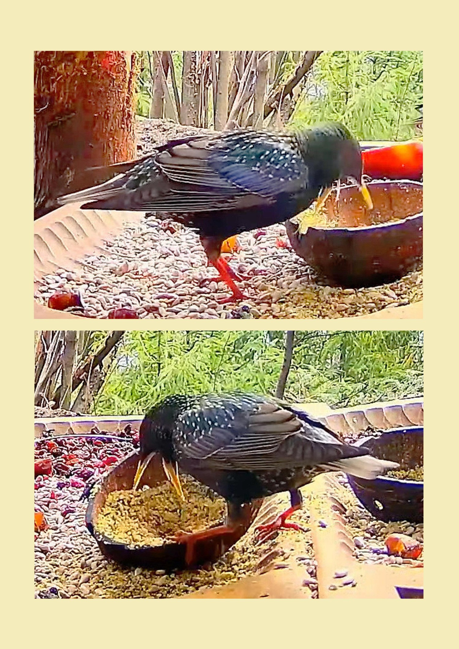livebirdspoland_b12cd6c4810a62f1e75ef263130701ca.jpg