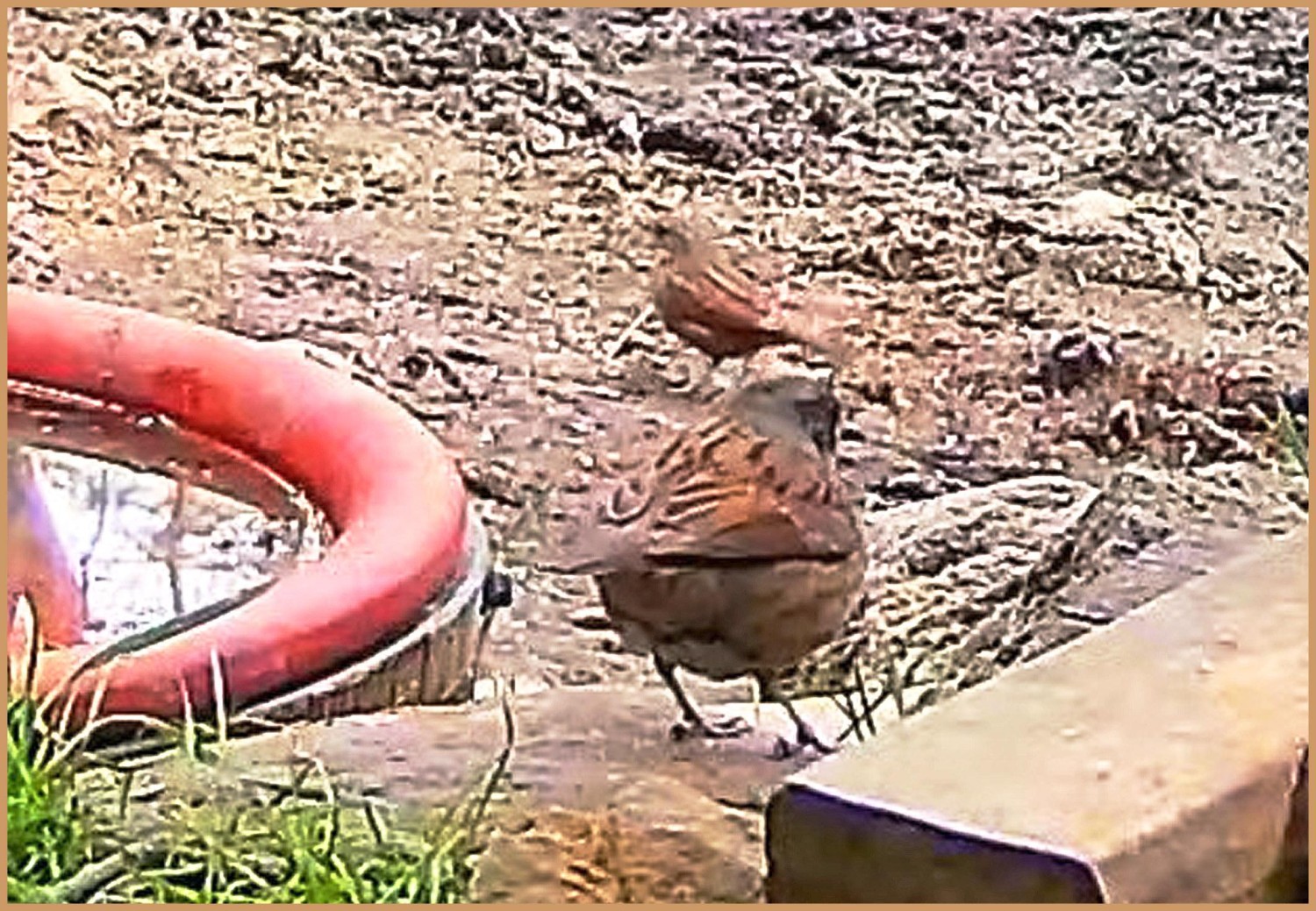 livebirdspoland_662eb1fd88d92008d72b55fd7bb3b17d.jpg