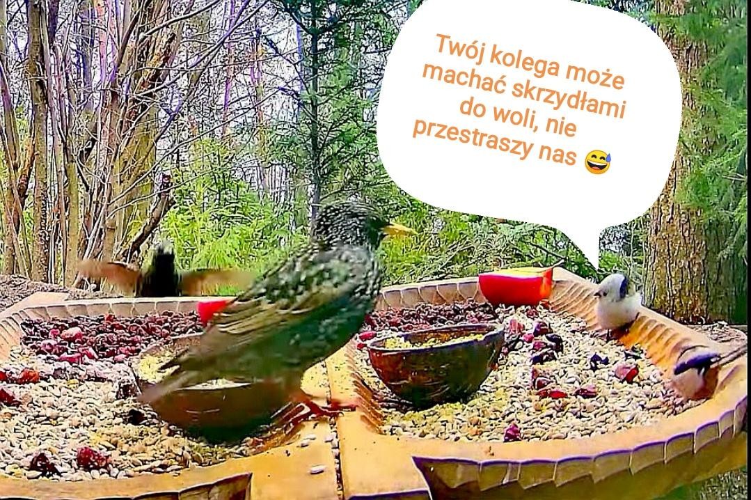 livebirdspoland_11340572a12867ae5c909359e9342c95.jpg