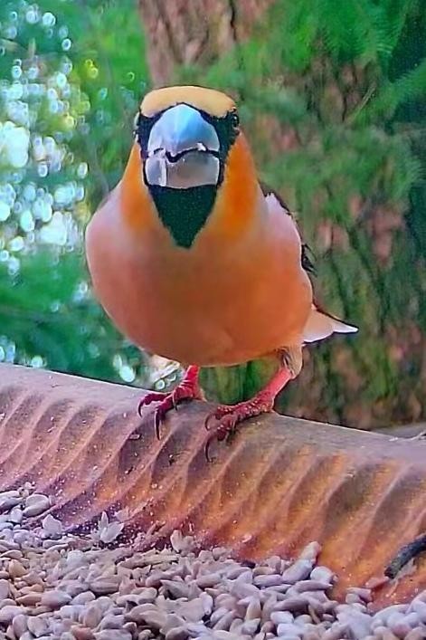 livebirdspoland_c54dc1404d665208455be468da6e4711.jpg