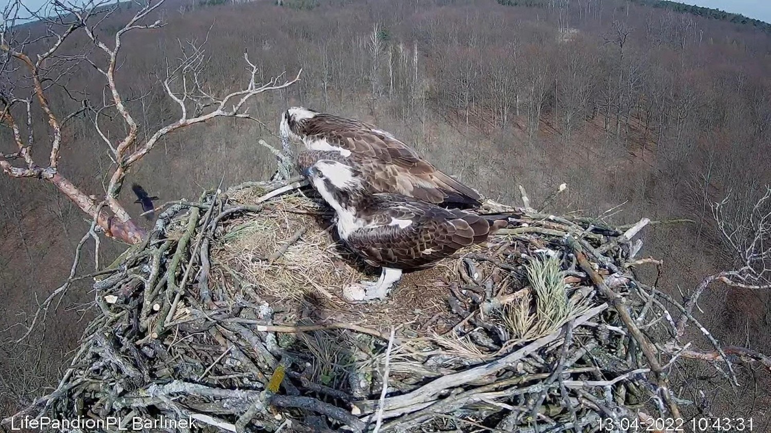 livebirdspoland_fb20fd63ddbb6588d79170c9492d5e04.jpg
