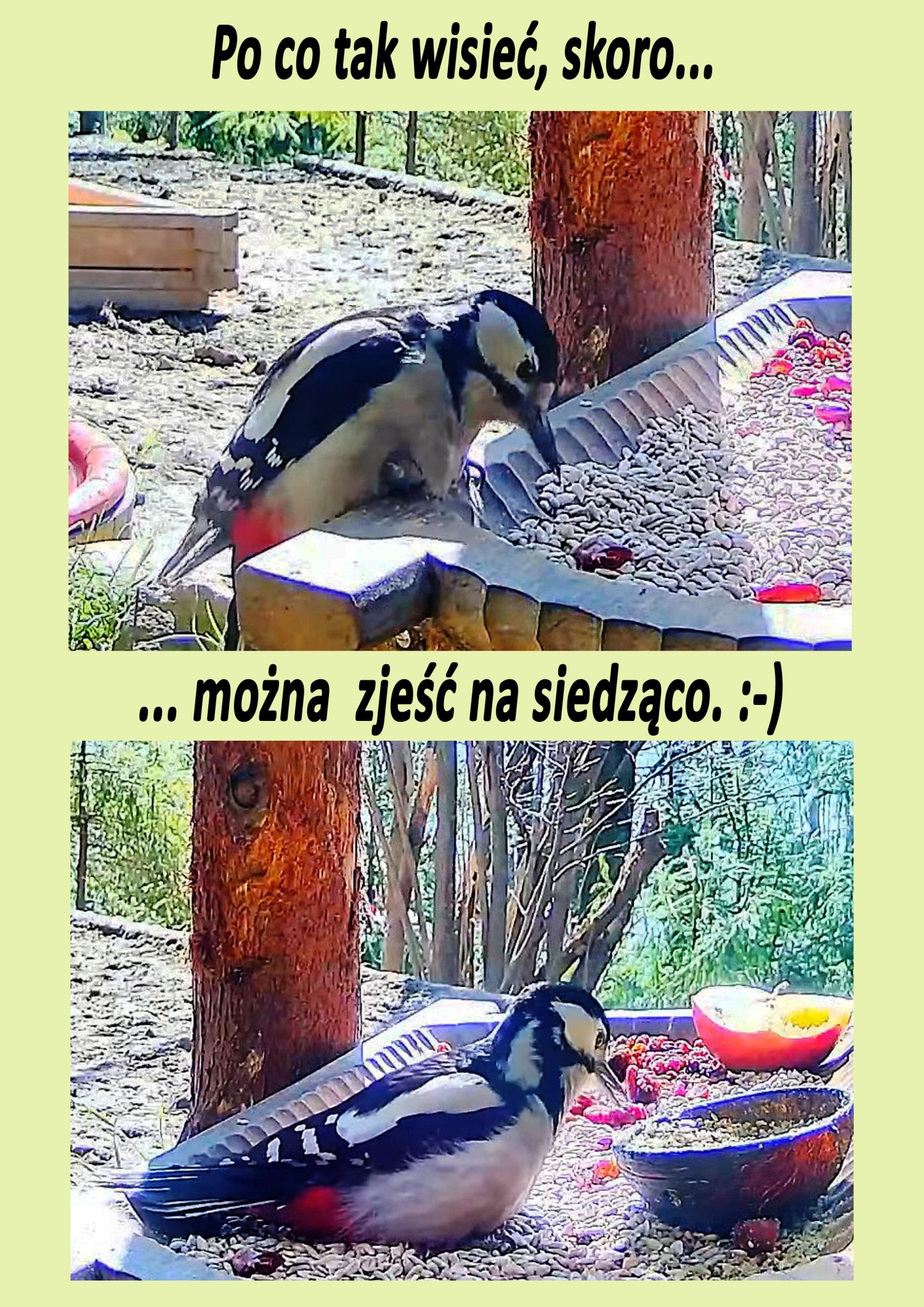 livebirdspoland_4b506e15df8e843e854f4c982685a257.jpg