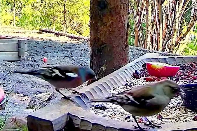 livebirdspoland_d7352e5c008690caa02b9366e3470711.jpg