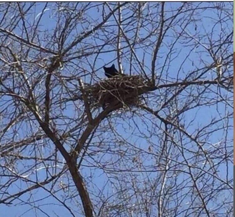 livebirdspoland_af3c038066e136fd7f2ccffd539a2d27.jpg