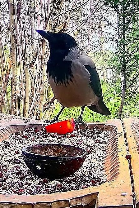 livebirdspoland_584accd071c1637c88430abba9a09405.jpg