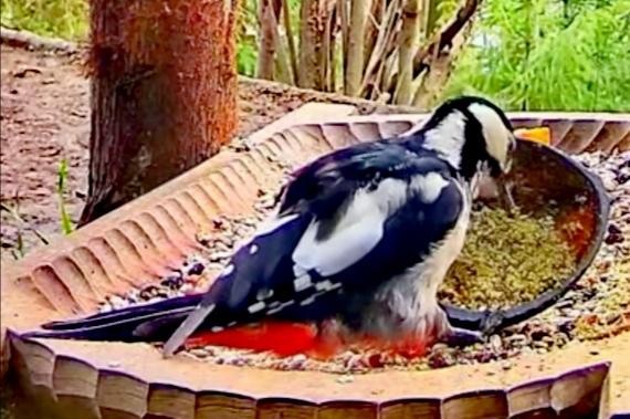livebirdspoland_93f9adf5ff8cb5e65f3dce058c8162dc.jpg