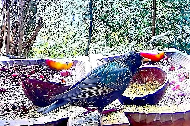 livebirdspoland_63c7cee825dbe4610bf4161457b1ab0d.jpg