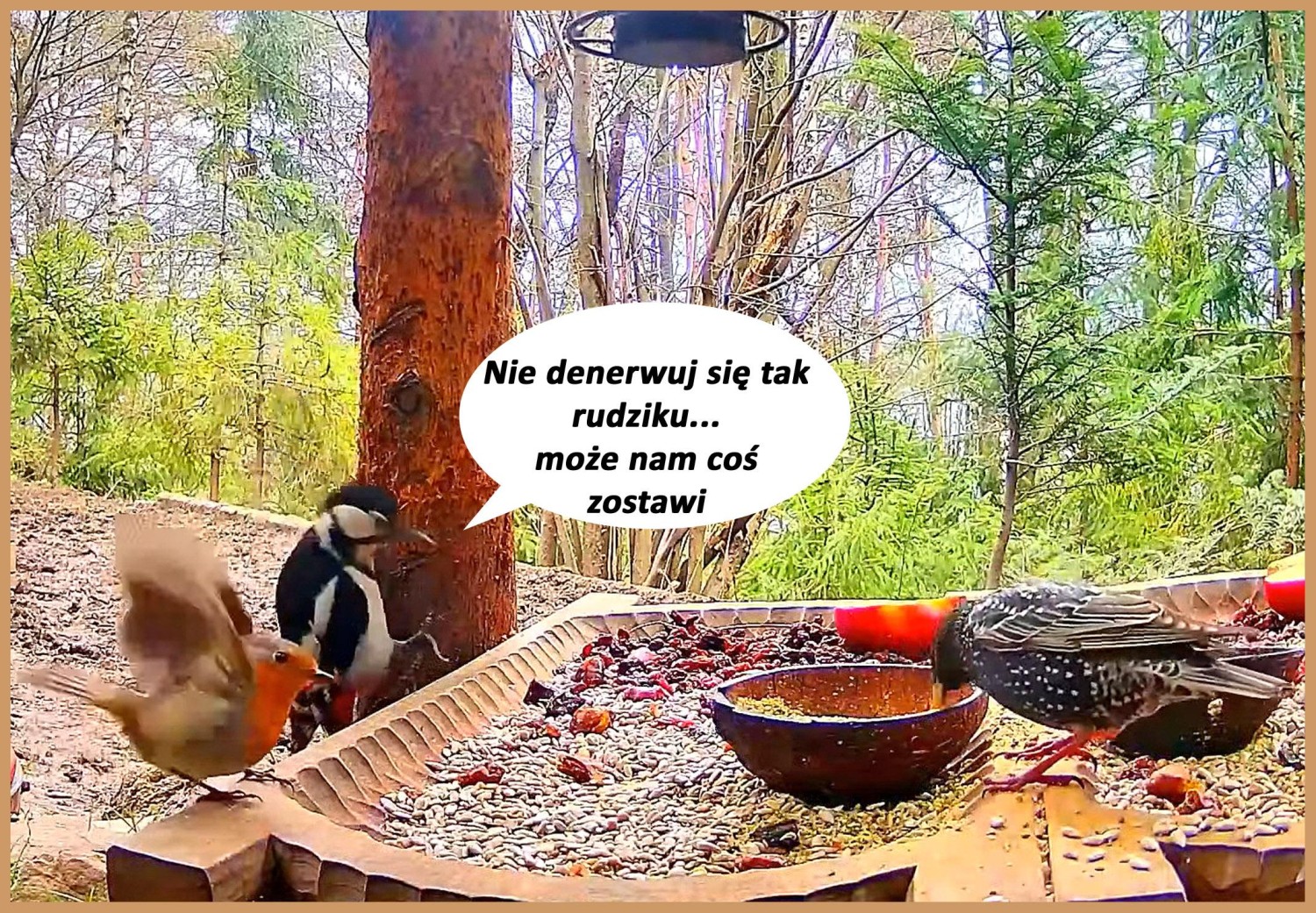 livebirdspoland_fcd1423faac7d7f5f09d738e0ec1e492.jpg
