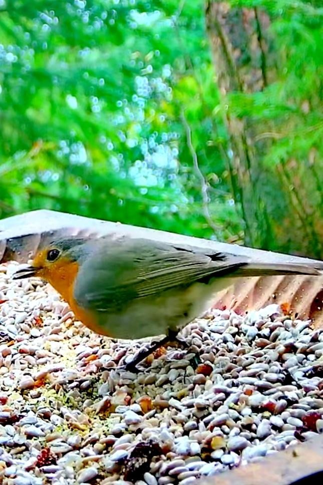 livebirdspoland_7cdf97608cb69ba79bb7e7ee90575e86.jpg