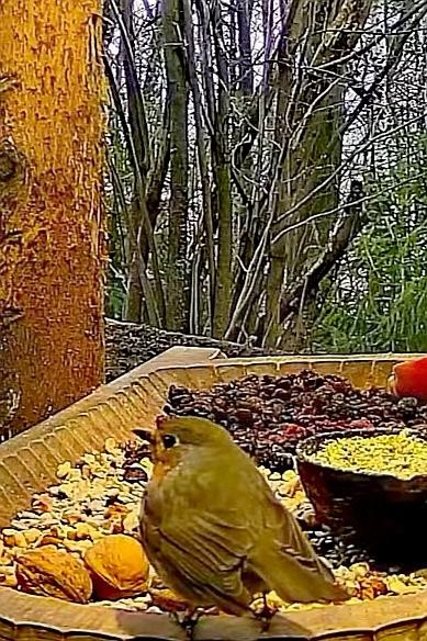 livebirdspoland_341f4622462dadc8470a0bca6c55b647.jpg
