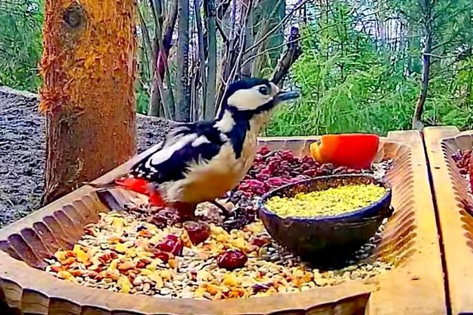 livebirdspoland_127eacda8cb4312bab77a5f8bf053be1.jpg