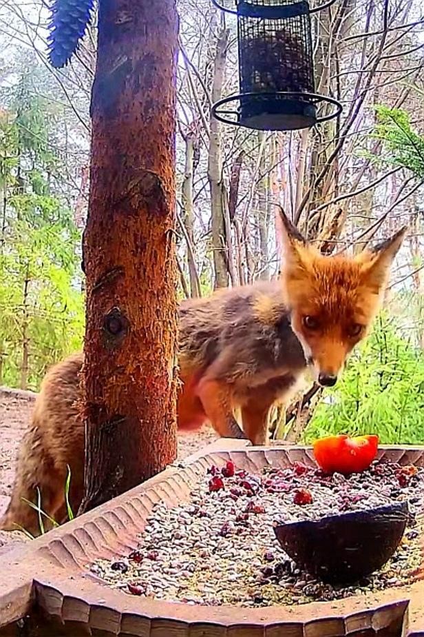 livebirdspoland_696c4812acac524ae55a492b5bf7dd4a.jpg