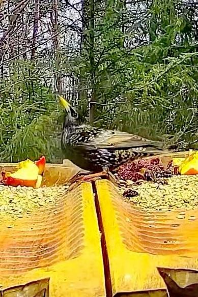 livebirdspoland_18746471db5c504ae8a28f0f0725ab3e.jpg