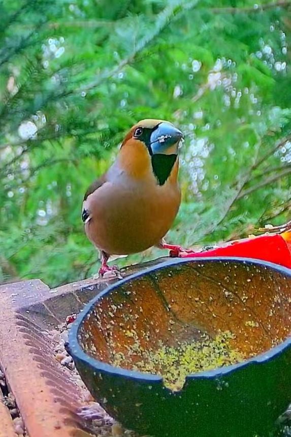 livebirdspoland_083f6630fc407c345b929a1e4b3f6afd.jpg
