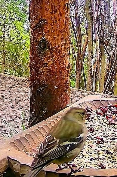 livebirdspoland_86df7ed4a7a28b8448d38631c84aa7d7.jpg