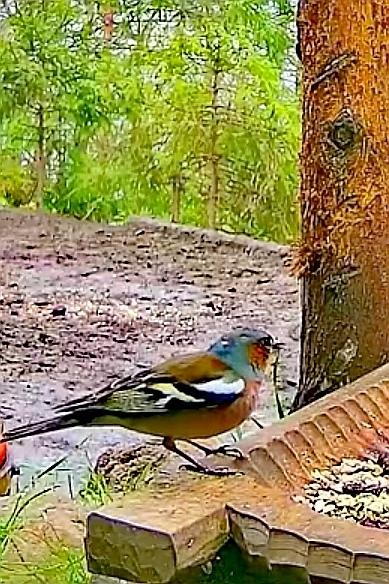 livebirdspoland_7d209086aaf722a48c5fea0458e11be1.jpg