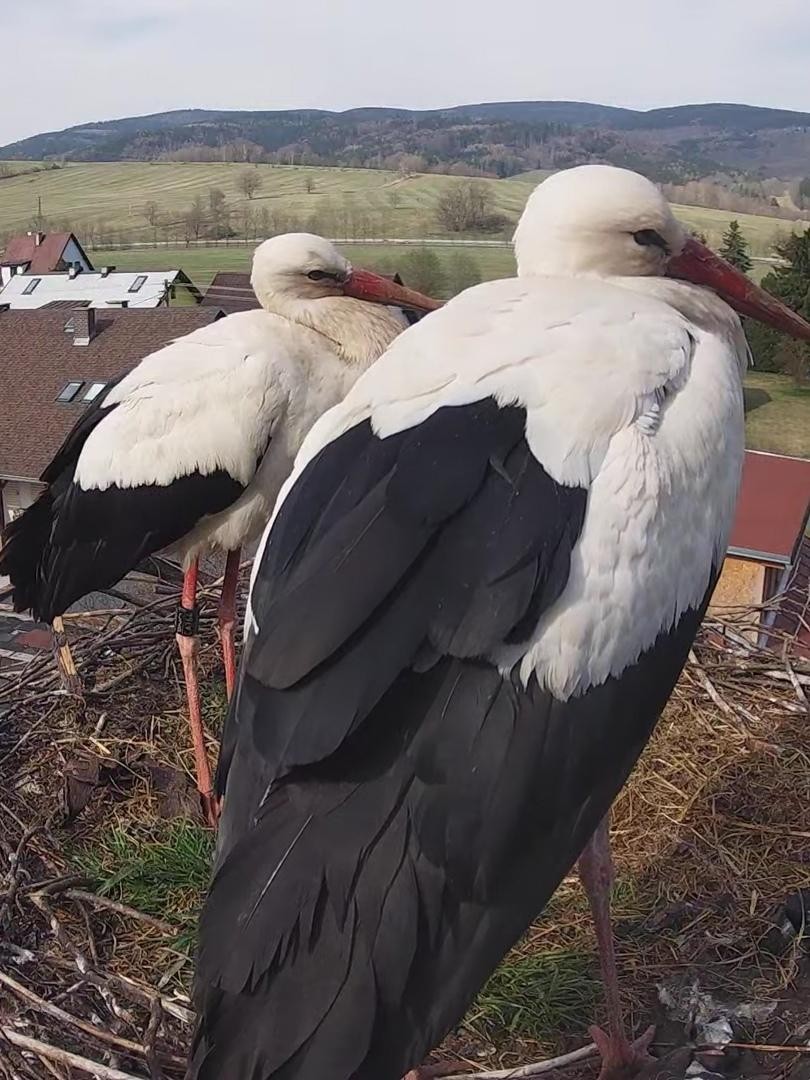 livebirdspoland_ca92100b5aefd84b569a73e53e744d86.jpg