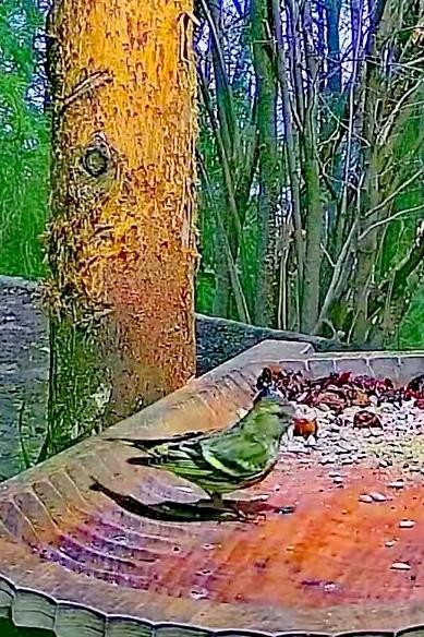 livebirdspoland_55836b67056dda320878b0536cff305c.jpg