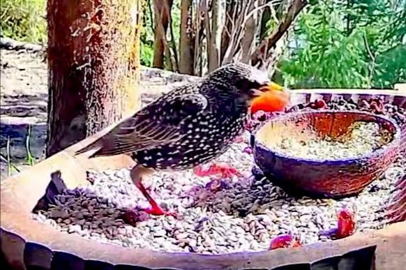 livebirdspoland_d236aac9a211d2bcca223fdac4106bd6.jpg