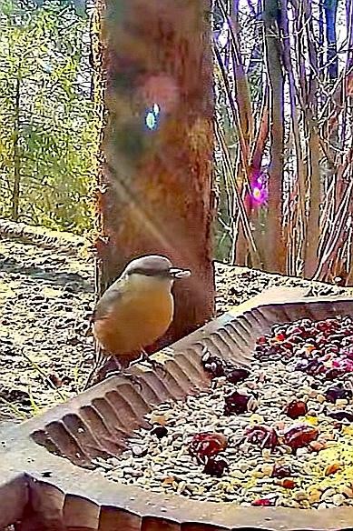 livebirdspoland_7b396be2e1130deae322e8cdbe7d92b8.jpg
