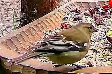 livebirdspoland_049c166834290830a7658f4a1ea197a0.jpg