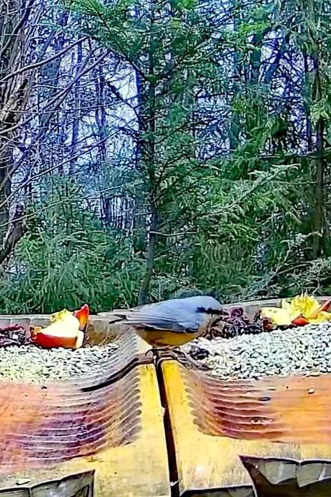 livebirdspoland_2432b4254452a18e17b8314777604e7a.jpg