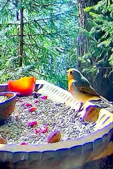 livebirdspoland_0e05f6b42fad97b55bfc7cf36d7815e5.jpg