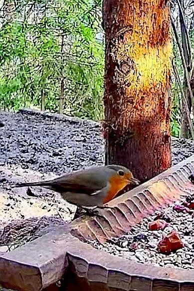 livebirdspoland_f3397c543d0dcf74eb0226b8c543a2da.jpg