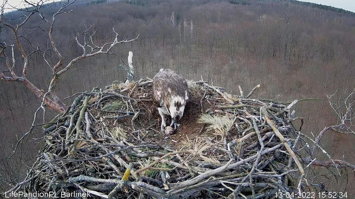 livebirdspoland_e7cea01d35a0d6d68af4b46e5b85cf62.jpg