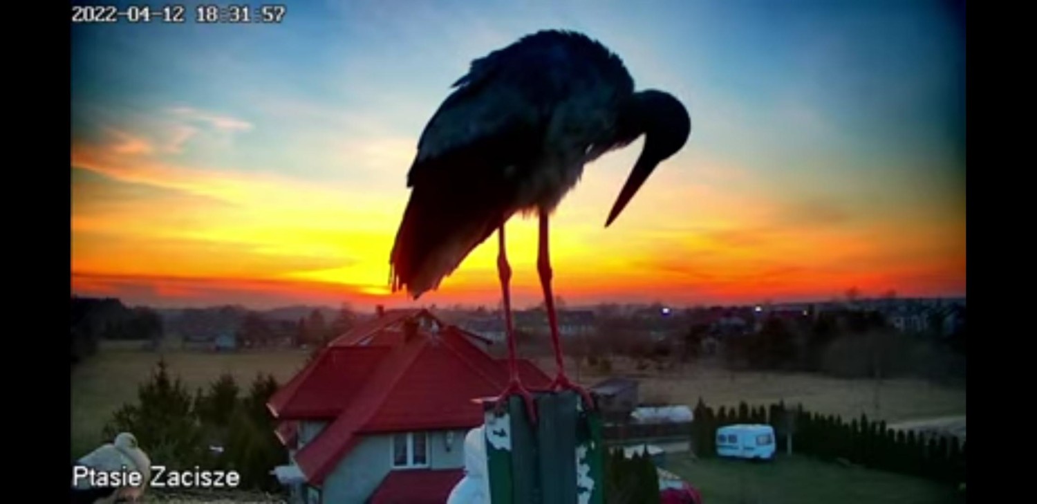 livebirdspoland_73ee09a6e25a37bbab77fb24ee26464c.jpg