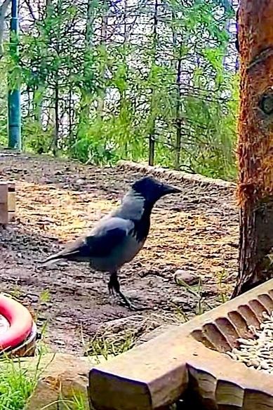 livebirdspoland_7a0fd33538f8ed20af9ba39dc20e5d6c.jpg