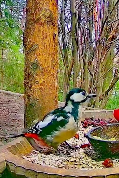 livebirdspoland_c45e0827ea1c8c9fa4e678e53eb5ad19.jpg
