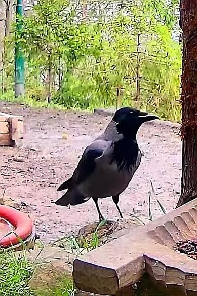 livebirdspoland_76f332a8bb2912d9b2d6b4dccdffcb8d.jpg